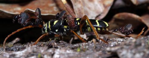 Plagionotus arcuatus